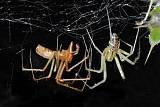 parende hangmatspinnen (linyphia triangularis) 07-2011 0002